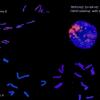 Separare e manipolare i genomi ed i cromosomi di interesse. Le caratteristiche genetiche presenti in genomi di interesse sono studiate e isolate tramite marcature specifiche con sequenze fluorescenti di DNA, riconoscibili dal citofluorimetro e separabili tramite FACS. Nell’immagine sono mostrati le tre componenti genomiche presenti una specie ibrida di graminacea (Triticale), normalmente presenti e fuse nel nucleo della cellula vegetale di provenienza.