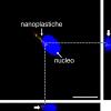 Immagine al microscopio confocale a fluorescenza delle cellule SAF-1 di orata trattate con le nanoplastiche (ref.1). Le nanoplastiche di 20 nanometri (rosso) e di 80 nanometri (verde) si localizzano all’interno dei nuclei delle cellule (blu) (frecce bianche)