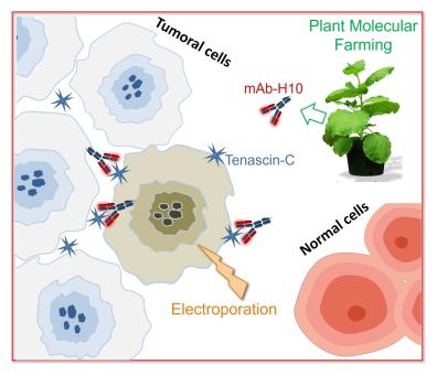 Elettroporazione e plant molecular farming