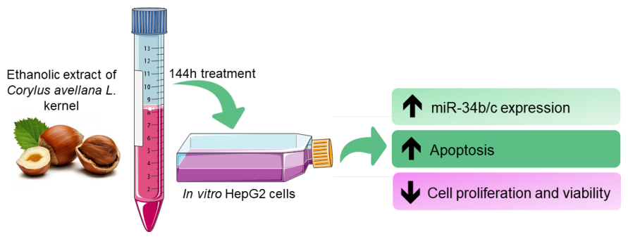 effetto della corylus avellana sulle cellule epatiche
