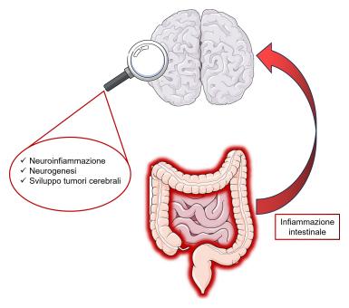 asse intestino cervello