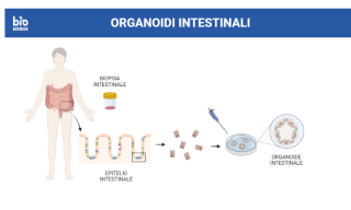 produzione organoidi intestinali