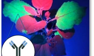pianta Nicotiana benthamiana esprimente l'aflatossina M1