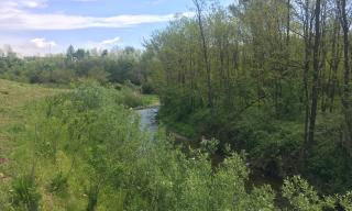 Ripristini di vegetazione arbustiva riparia lungo il torrente.