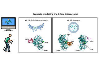 simulazione molecolare della β-glucocerebrosidasi