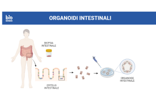 produzione organoidi intestinali