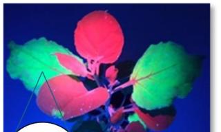 pianta Nicotiana benthamiana esprimente l'aflatossina M1 pianta Nicotiana benthamiana esprimente l'aflatossina M1
